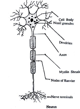 620_axon.png