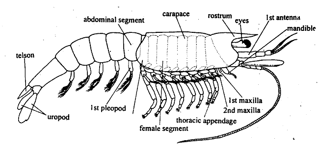 631_Subphylum Crustacea.png