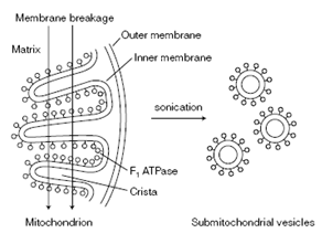 635_ATP synthase as a rotatory engine.png