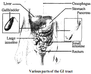 639_Show Gastrointestinal Diseases and Disorders.png