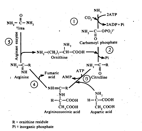 647_Ornithine-urea cycle.png