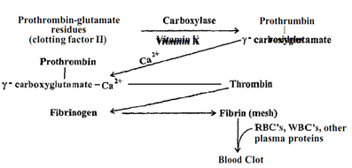 648_Define the blood coagulation - function of vitamin k.png