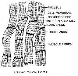 656_cardiac muscles.png
