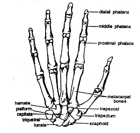 659_hand.png