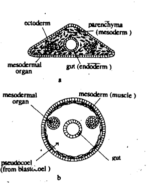 675_Pseudocoelom.png