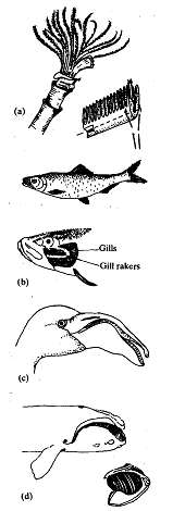 677_Methods of Filter Feeding.png