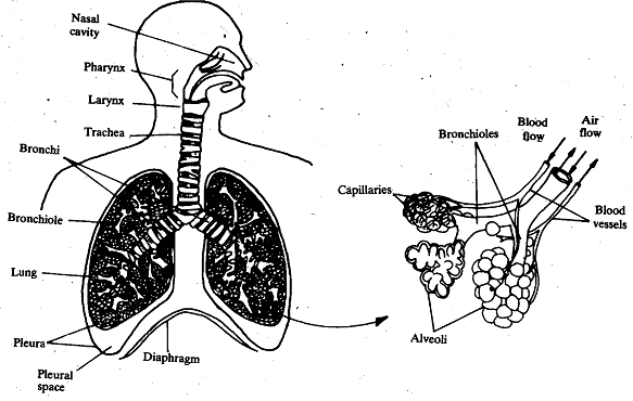 684_Mammalian Lungs - Respiration.png