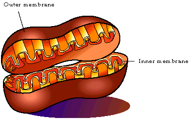 690_Mitochondria.png