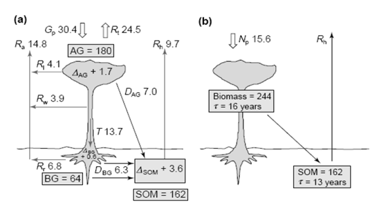 693_Tropical Forest Carbon Balance.png