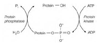 695_Reversible covalent modification 1.png