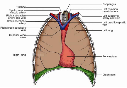 699_ANATOMY OF THE HEART.png