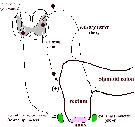 6_Describe about DEFECATION REFLEX.png