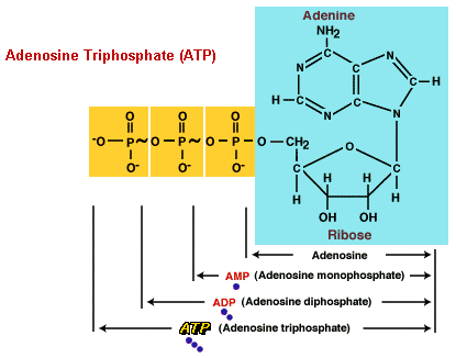 701_Adenosine Triphosphate.png