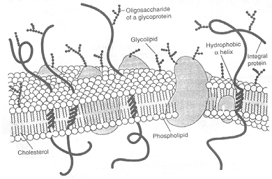 714_fluid mosaic model.png