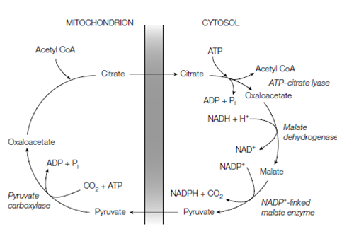 71_Transport into the cytosol.png