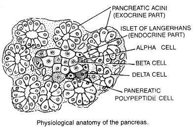 720_pancreas.png