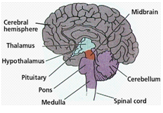 731_Hypothalamus.png