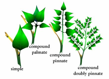 736_Compound Leaves.png