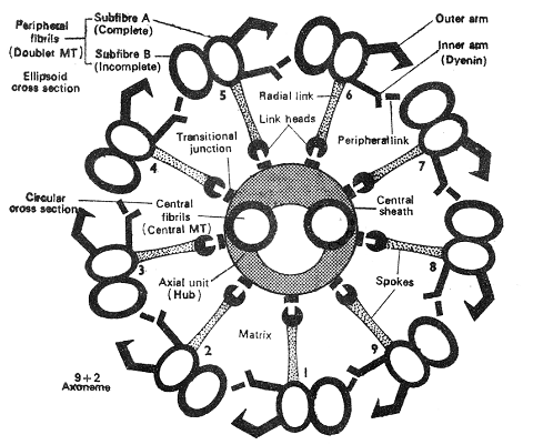 738_cilia and flagella.png