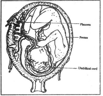 The human foetus expelled from the uterus of its mother, Biology