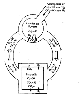 74_Exchange in Alveoli.png