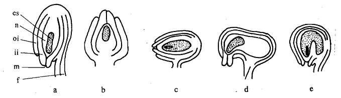 752_Kinds of Ovules.png