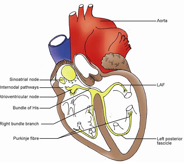 753_Inrinsic conduction system of the heart.png