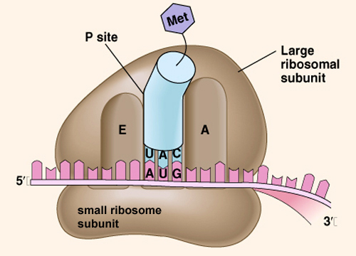 753_ribosome.jpg