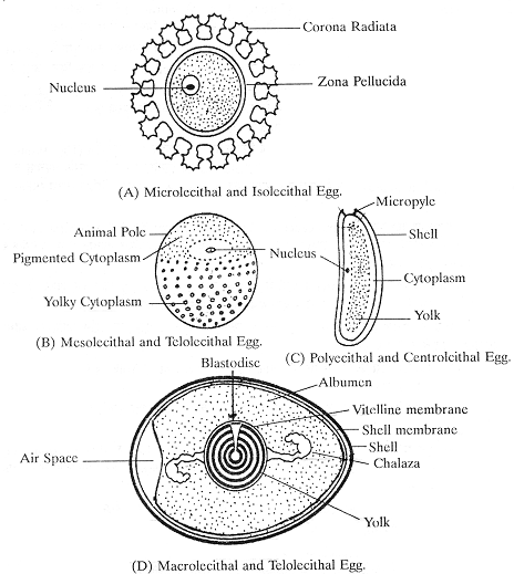 764_structure of eggs.png