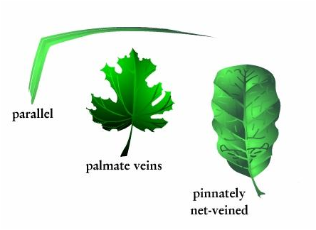 770_Leaf Shapes.png