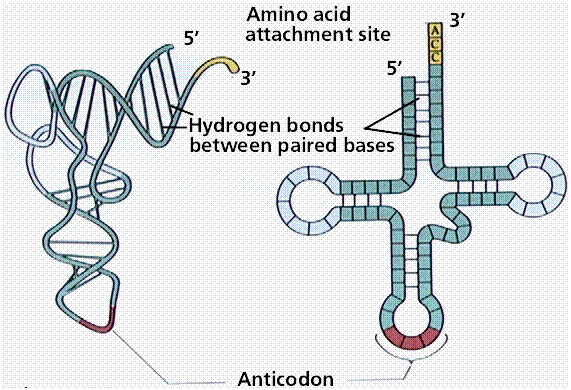 773_anticodon.png