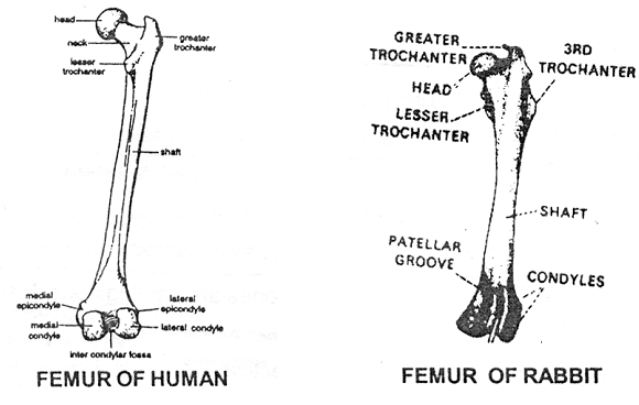 775_femur.png