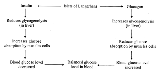 780_homeostasis1.png