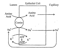 782_Explain the Transport of Amino Acids.png