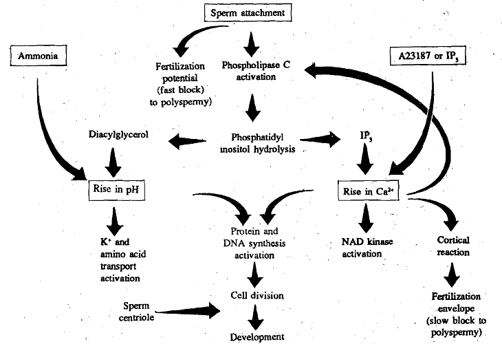 802_The Initiation of Development.png