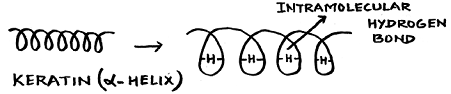 812_a-helix protein structure.png