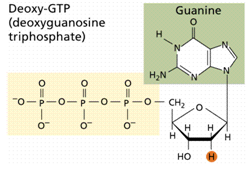 81_guanine.png