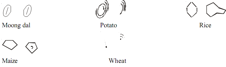 825_Microscopical Examination of Starch Granules.png