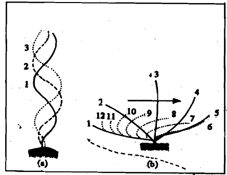 831_Ciliary and Flagellar Movements.png