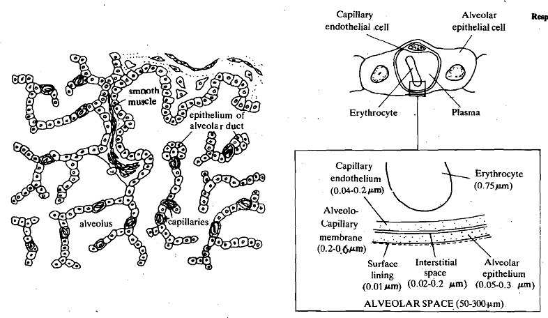 834_Respiratory Lining of Human Lung.png