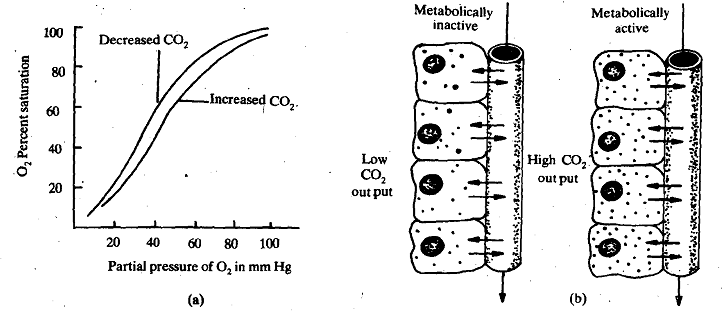 835_Bohr Effect.png