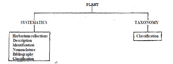 847_Difference between Plant Systematic and Taxonomy.png