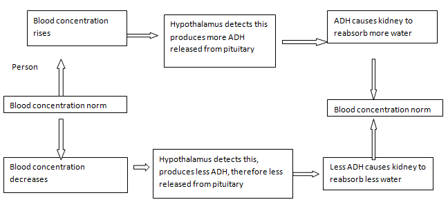 849_Osmoregulation.png