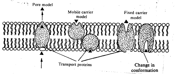 867_Transport with the Help of Membrane Protein.png