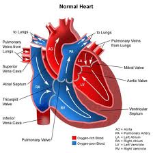 869_Congenital Pulmonary Stenosis.jpg