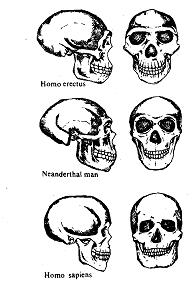 872_Neanderthals.png