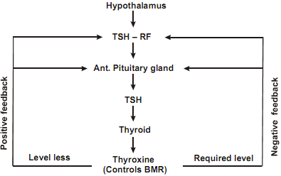 872_homeostasis.png