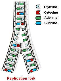 875_replication fork.png