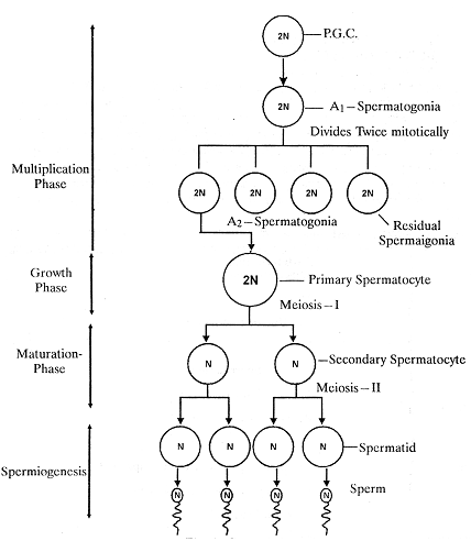 881_spermatogenesis.png