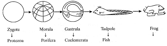 887_biogenetic law.png